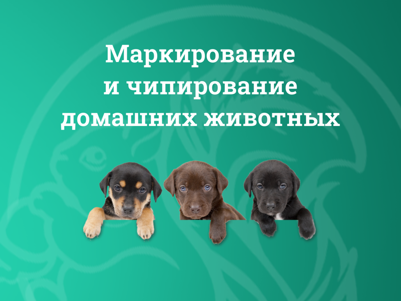 Механизм регистрации и маркирования домашних животных.
